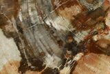 Petrified Wood (Araucaria) Slab - Madagascar #157867-1